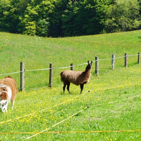 Unsere Lamas, © im-web.de/ Touristinformation Fischbachau