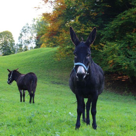 Unsere Esel, © im-web.de/ Touristinformation Fischbachau